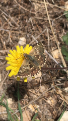 Carcharodina