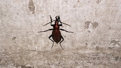 Carabus smaragdinus
