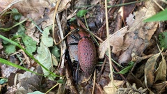 Carabus smaragdinus