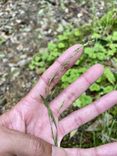 Poa hisauchii iNat (1)