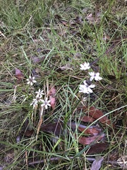Burchardia umbellata