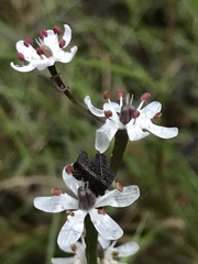 Burchardia umbellata