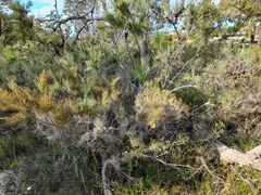 Allocasuarina humilis