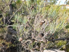 Allocasuarina humilis
