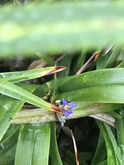 Dianella caerulea