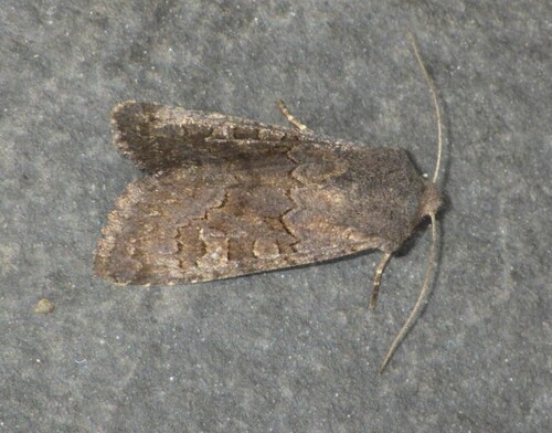 Northern Deep-brown Dart