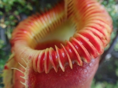 Nepenthes villosa