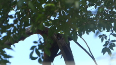 Melanerpes carolinus