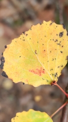 Eriophyes diversipunctatus