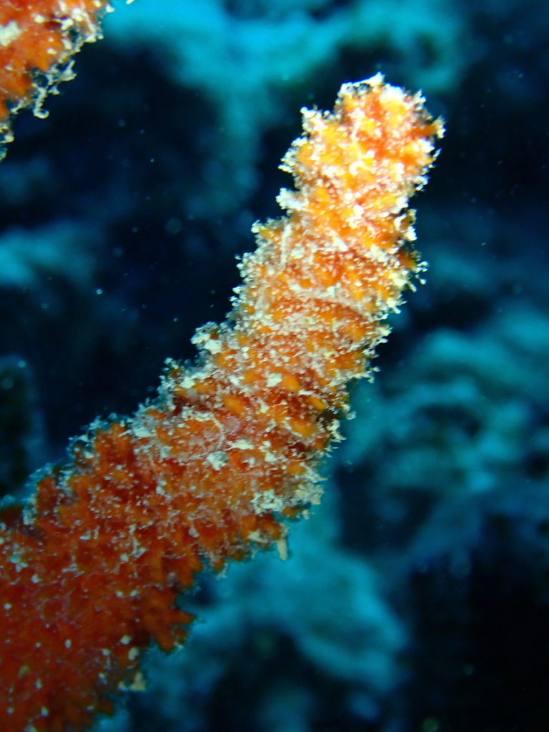 Ptilocaulis spiculifer