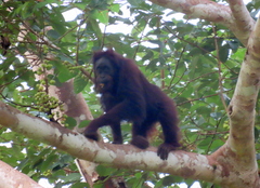 Pongo pygmaeus morio