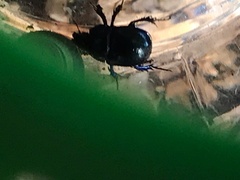 Anoplotrupes stercorosus