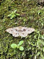 Racotis boarmiaria japonica