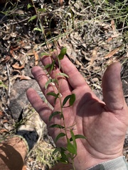 Acacia hispidula