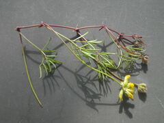 Rhynchosia ferulifolia