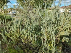 Adenanthos sericeus