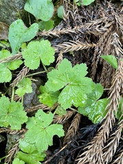 Hydrocotyle nepalensis