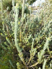 Adenanthos sericeus