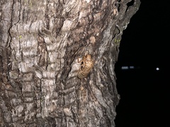 Cystosoma saundersii