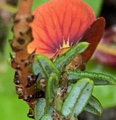 Bossiaea cinerea
