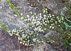 Erica fimbriata