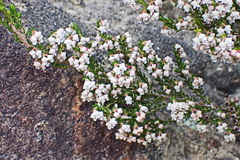 Erica fimbriata