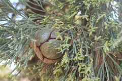 Callitris glaucophylla