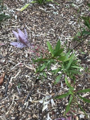 Melaleuca citrina