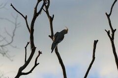 Nymphicus hollandicus