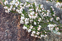 Erica fimbriata