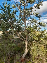 Banksia menziesii