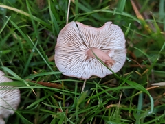 Calocybe carnea