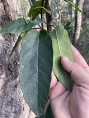 Parsonsia brisbanensis