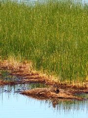 Lymnocryptes minimus