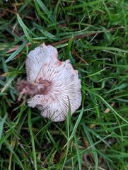 Calocybe carnea