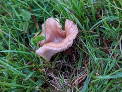 Calocybe carnea