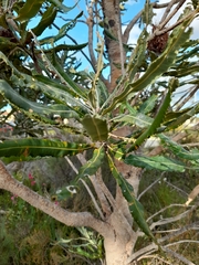 Banksia menziesii
