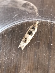 Crocidosema plebejana