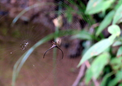 Macracantha arcuata