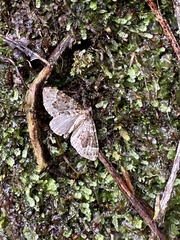 Lampropteryx minna