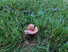 Calocybe carnea