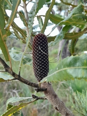 Banksia menziesii