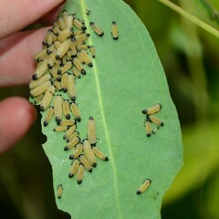 Paropsisterna cloelia