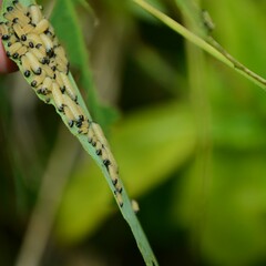 Paropsisterna cloelia