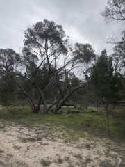 Eucalyptus arenacea