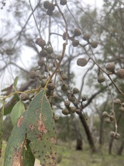 Eucalyptus arenacea
