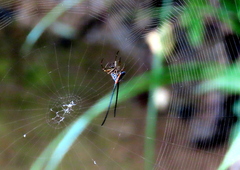 Macracantha arcuata