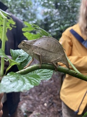 Rieppeleon brevicaudatus