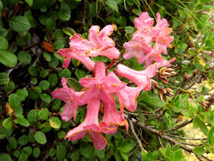 Rhododendron hirsutum
