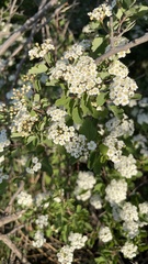 Spiraea trilobata